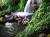 un des nombreux bassins en for�t tropicale de la Basse-terre